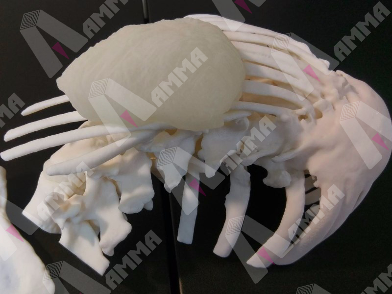 ribcage1