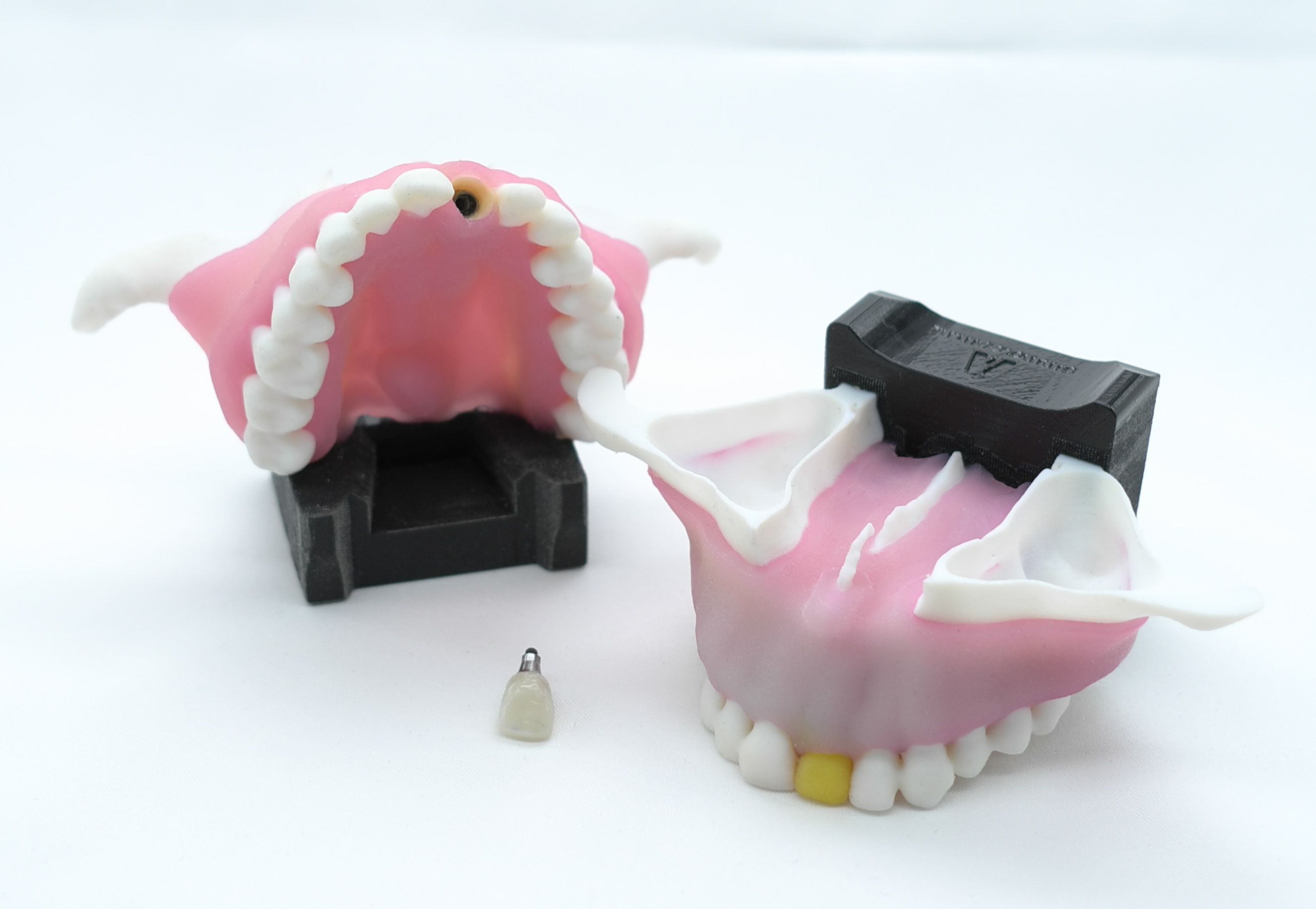 maxilla